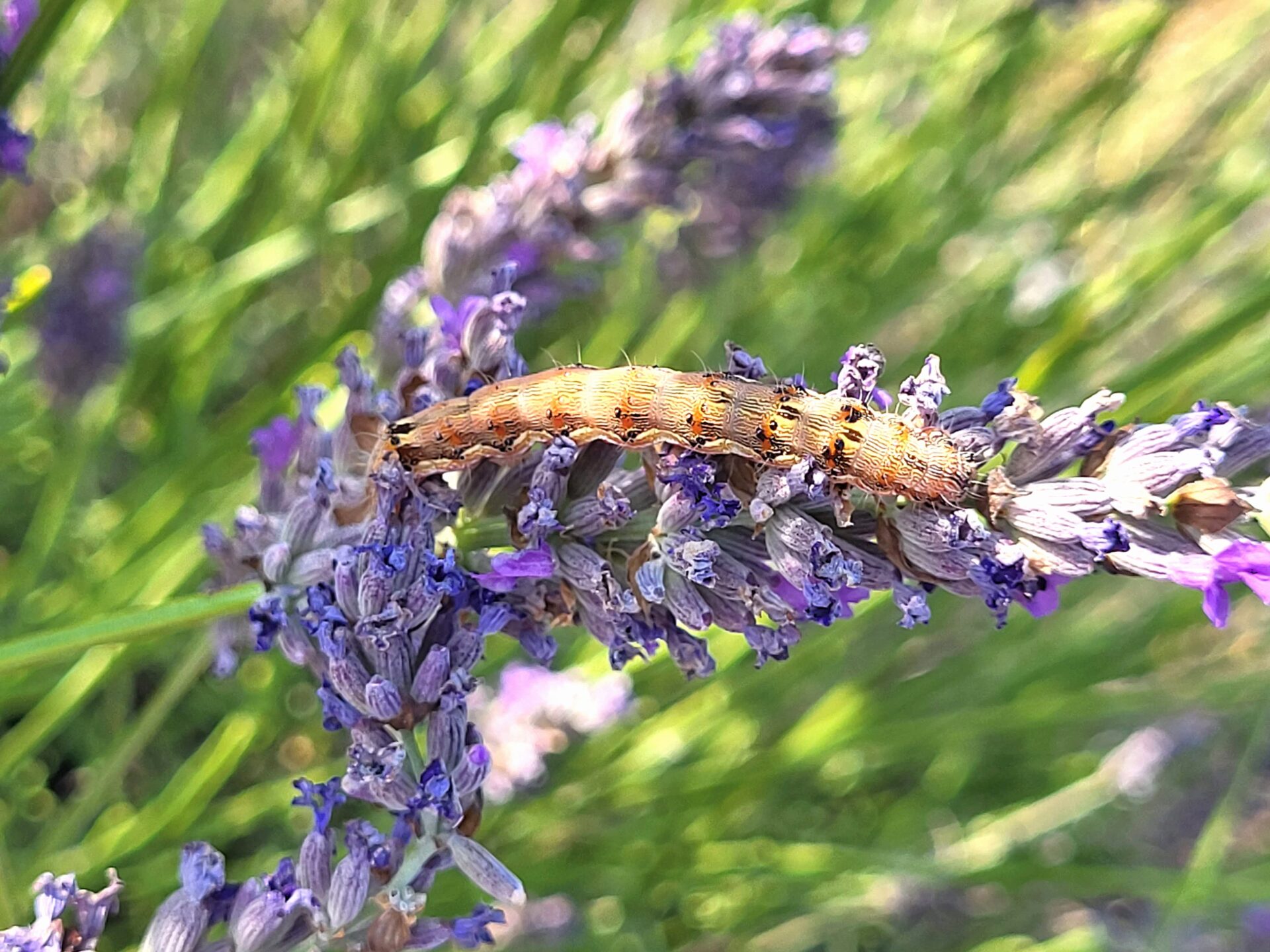 Chenille noctuelle